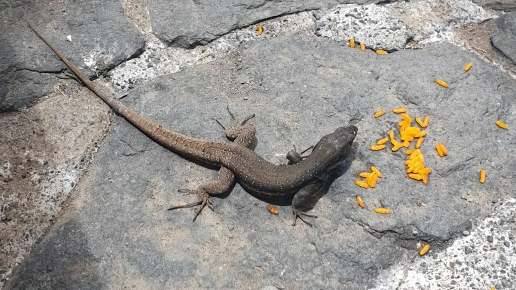 Steve Jayne Hyde_Restaurante El Burgado_Buenavista del Norte_Bewertung