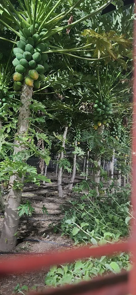 Andrea Silva_El Rancho De Nino_Arona_review