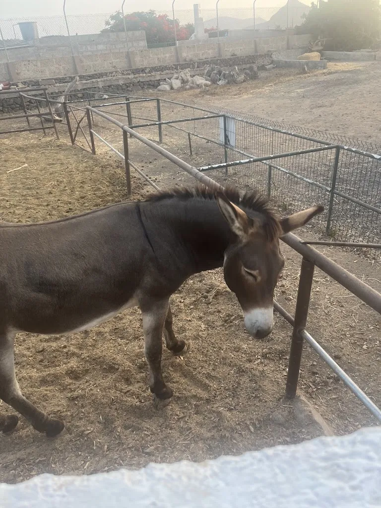 Amber_RESTAURANTE LAS GANGARRAS_Arona_review