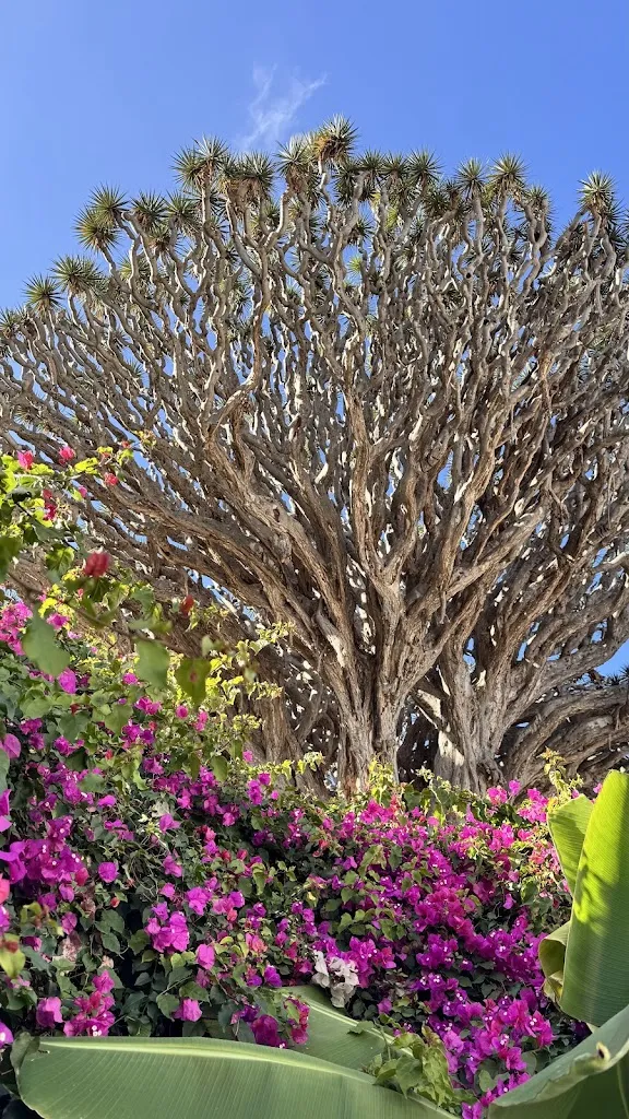 mateusz kaleta_Casa del Drago_Icod de los Vinos_review