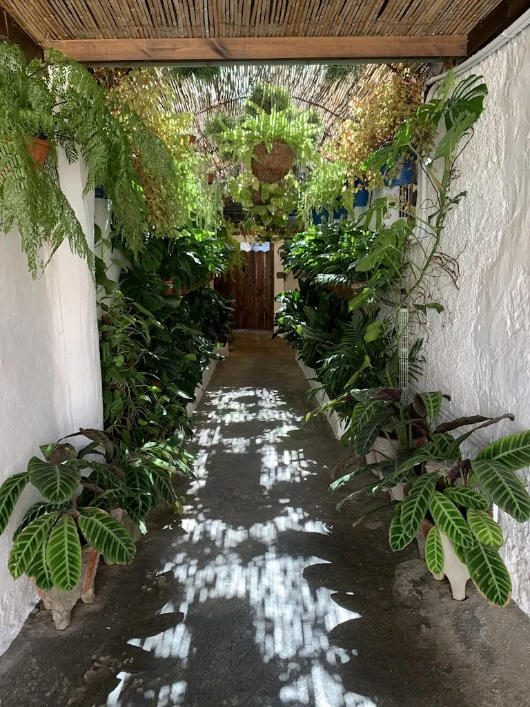 anna _Bar Casa Teodoro _Icod de los Vinos_review