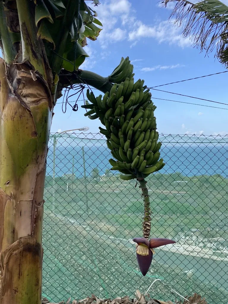 Eduard Fosch_El Rincón de Edu_San Juan de la Rambla_review