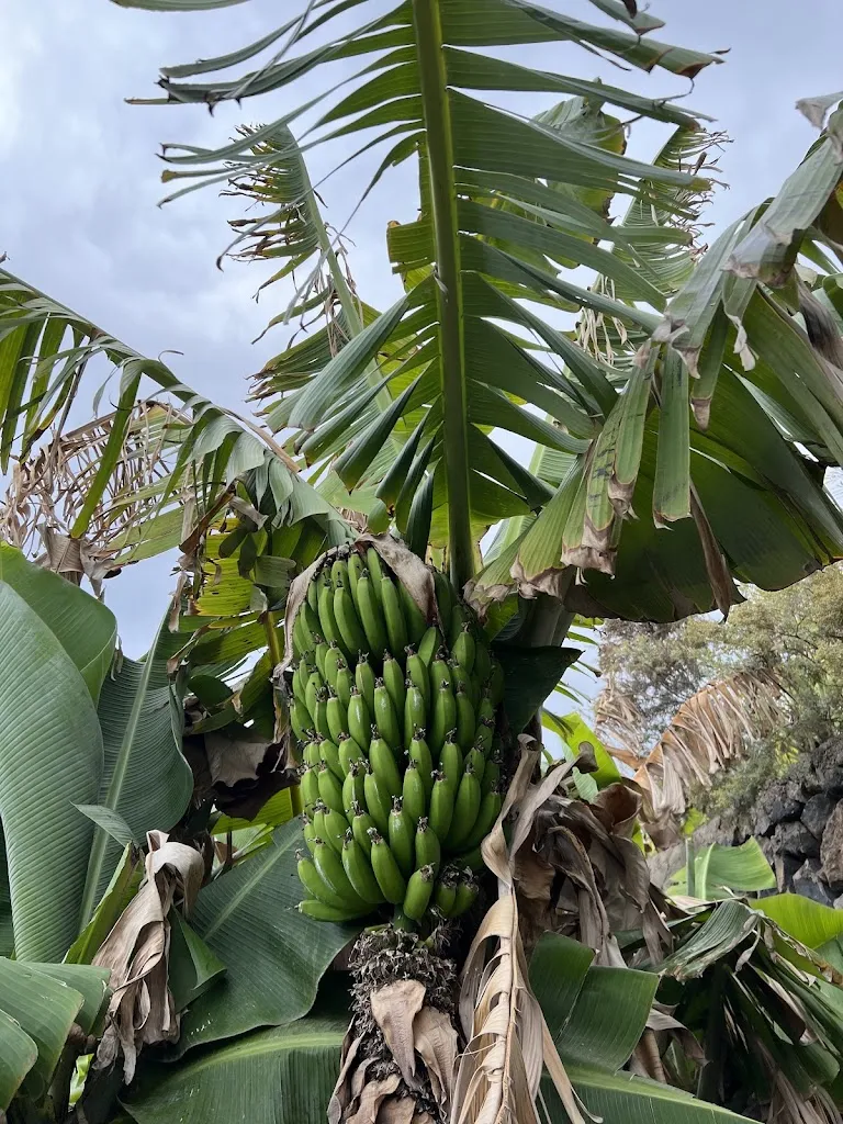 Marya Filatova_El Rincón de Edu_San Juan de la Rambla_review