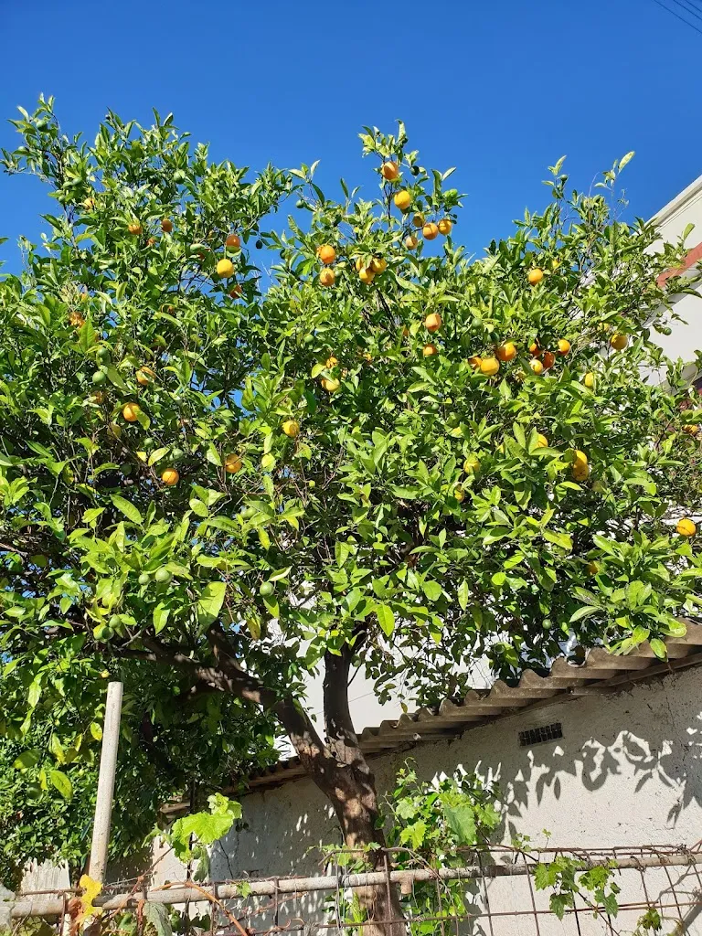 Zoltán Varga Gyevi_Bar Restaurante Sr Jose_Tegueste_review