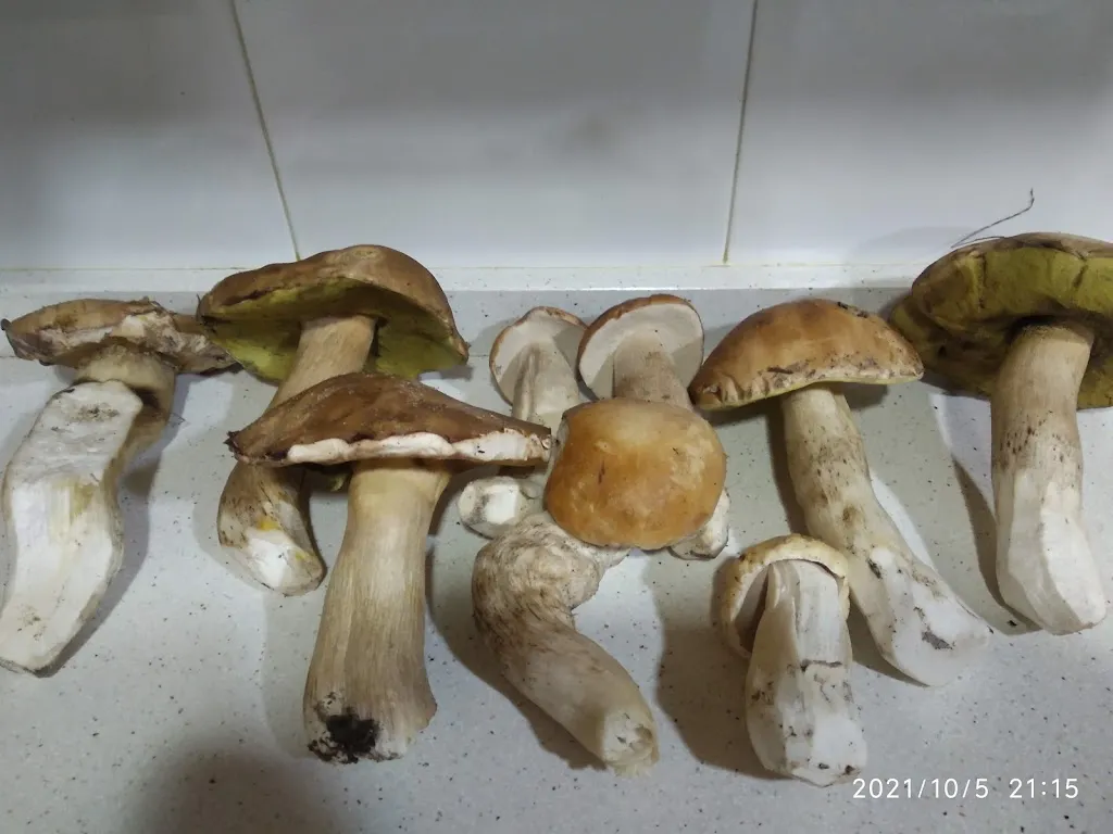 Miguel Angel Gomez_Cafe Lorma_Cuéllar_review