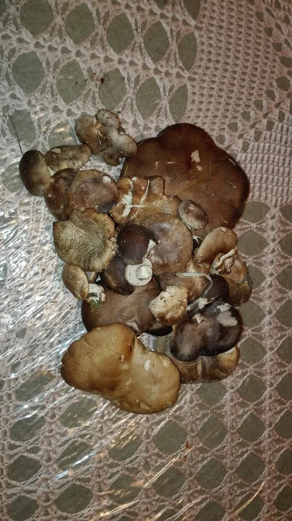 Menu_Restaurante Las Cubas_Fresno de Cantespino_image_6