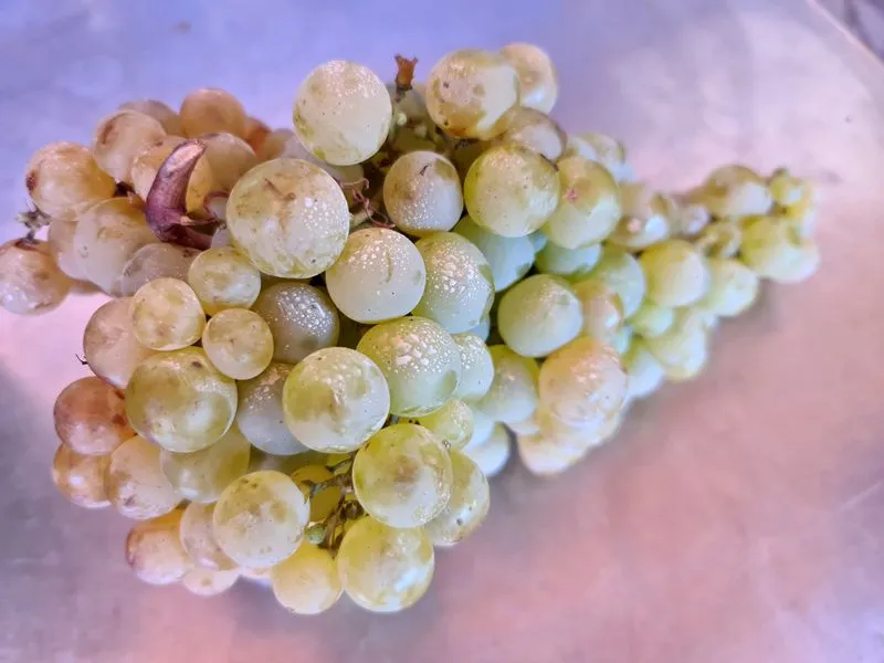 Chencho Cubiles_Pacheca's Farmyard_Almensilla_review