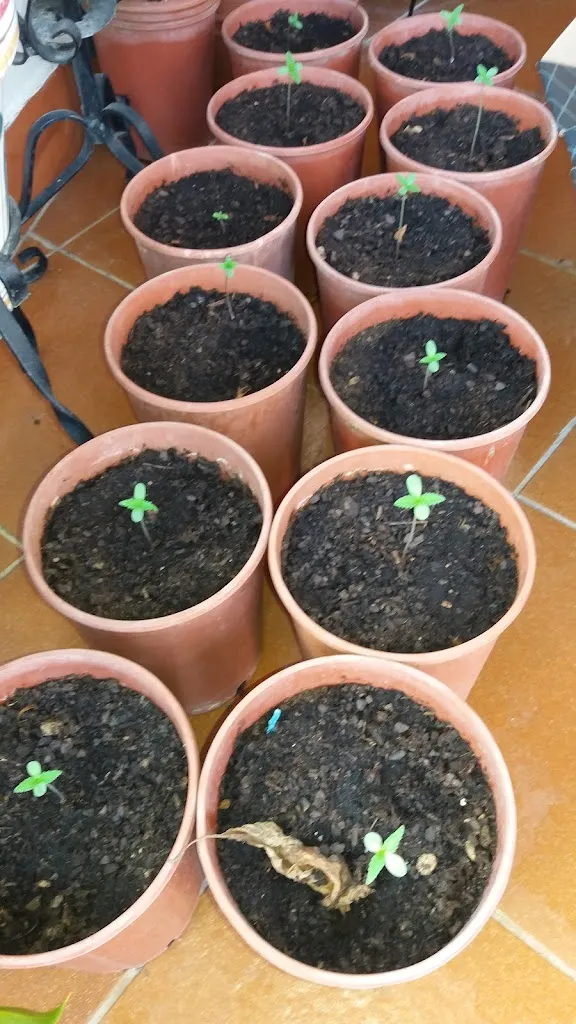 Menu_Carreta_Benacazón_image_1