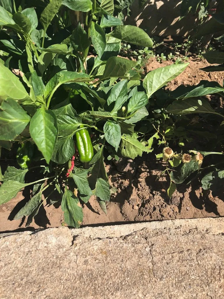 Edward Kearney_Restaurante Reina de los Ángeles_Chirivel_review