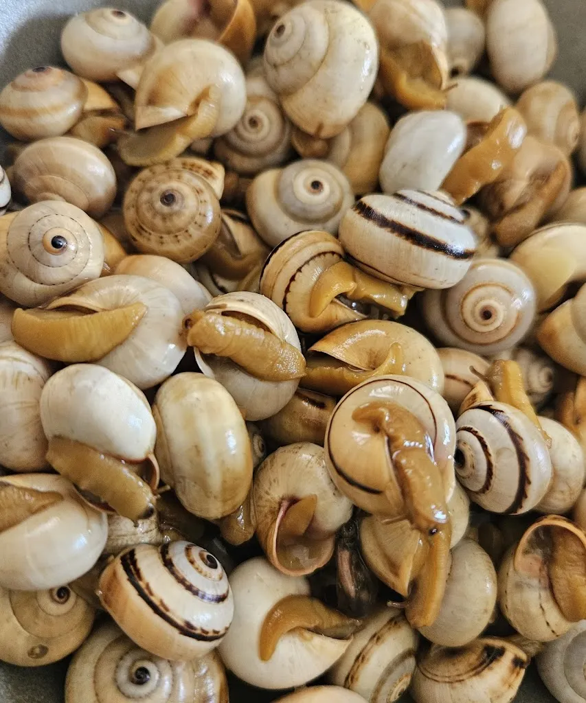 Jesús David Reyes Páez_Taberna Las Farolas_Umbrete_review