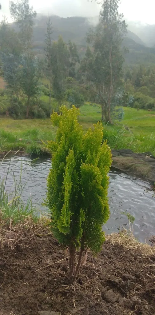 deonisio agurto centeno_La Finquita_Arenillas_review