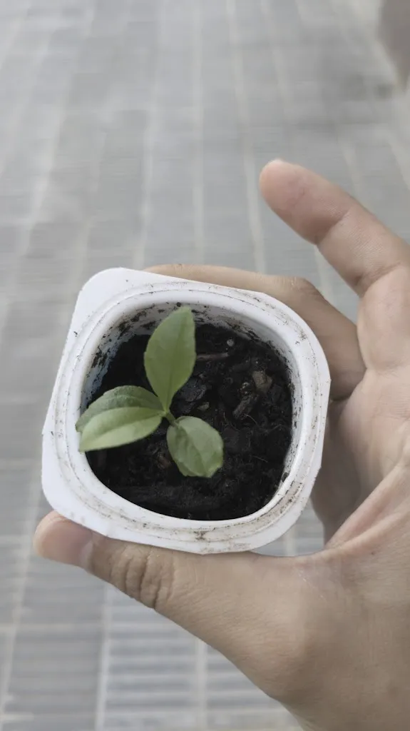 Juana Azurduy_Gofres Manneken-Pis Altafulla_Altafulla_review