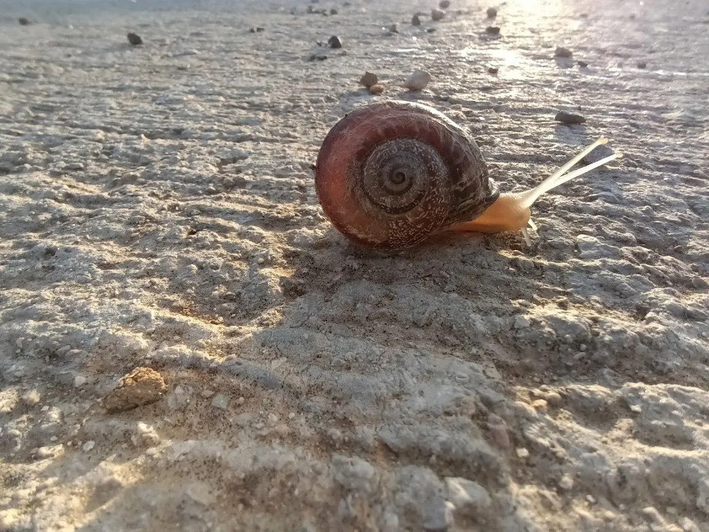 Andre Cruells_Bar Julia_Botarell_review