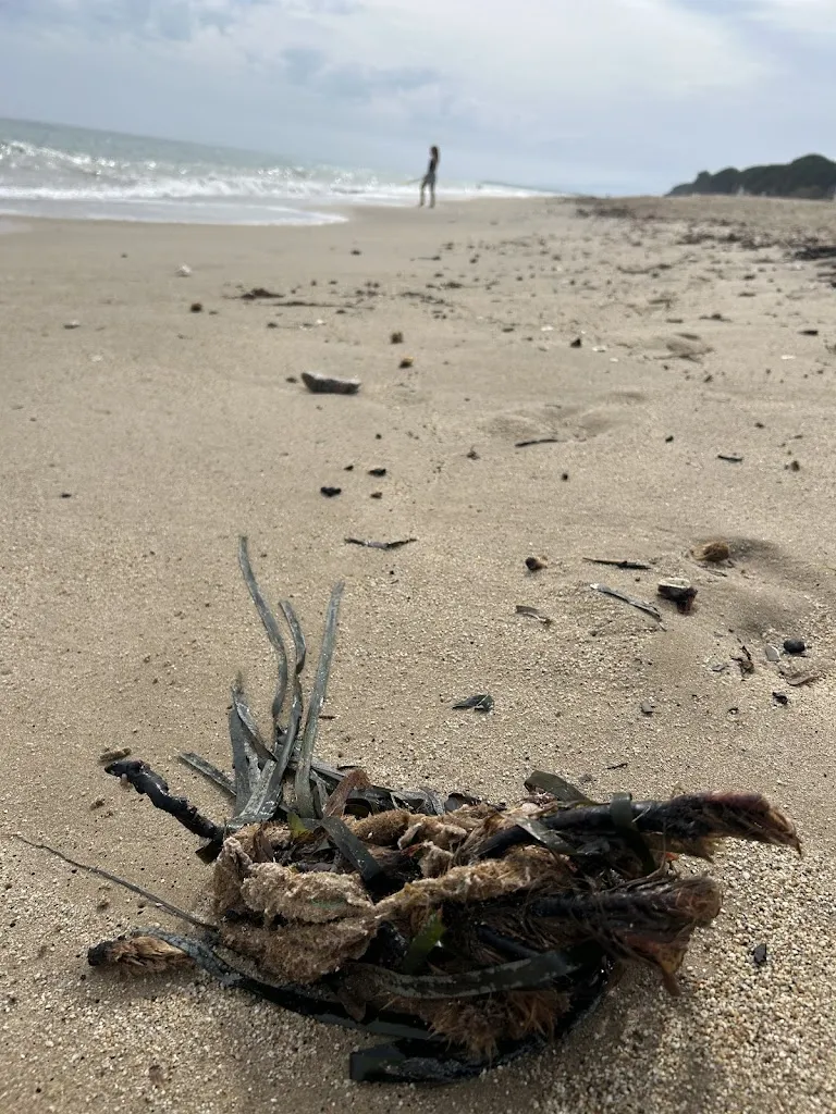 Johan Nyström_Restaurante Savona_Cambrils_review