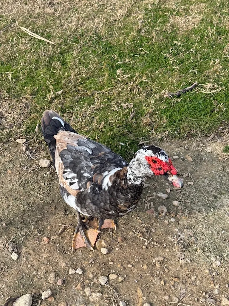 Athiley Luciano_Restaurant Asador Nasiet_Deltebre_review