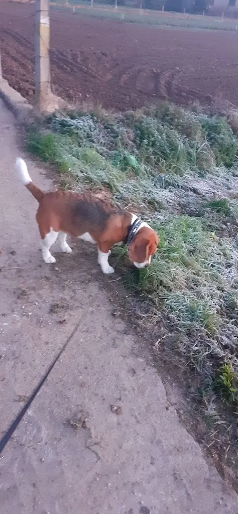 Edu DA_Restaurant braseria Cal Papi_Llorenç del Penedès_review