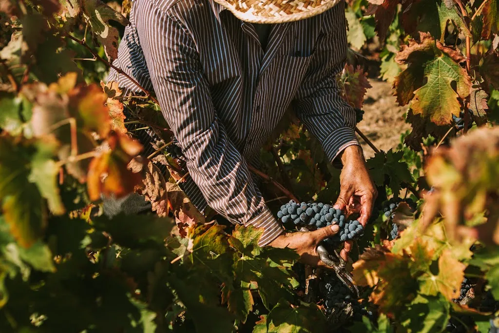 Celler Masroig restaurant in Masroig