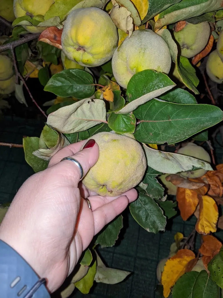 Little Ms. Ketchikan_Mesón Ruta L'alpujarra_Laujar de Andarax_review