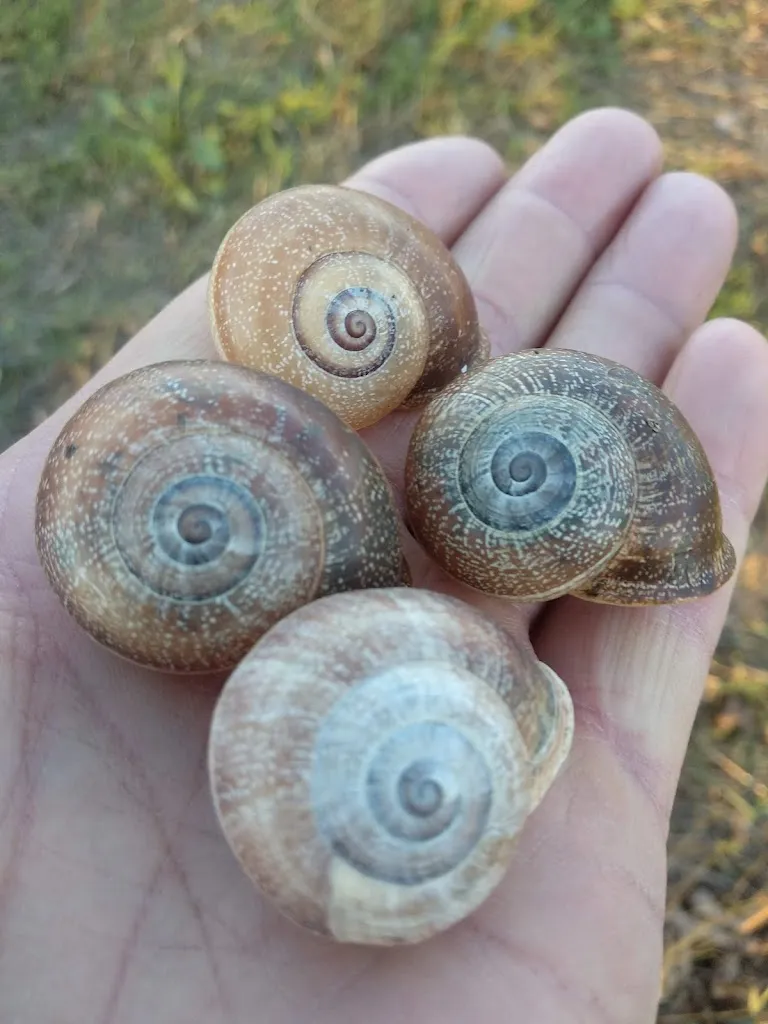 Menu_Àrea de servei Montblanc_Montblanc_image_7