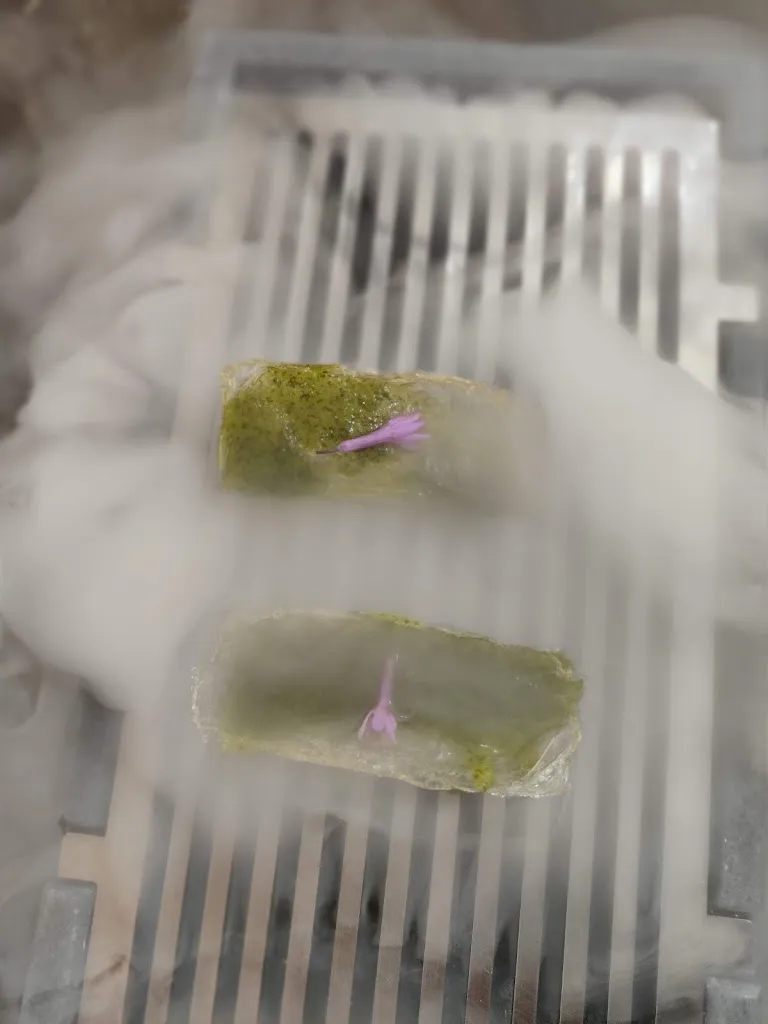 Ana Fenix_L’Alkimista_Reus_recensione