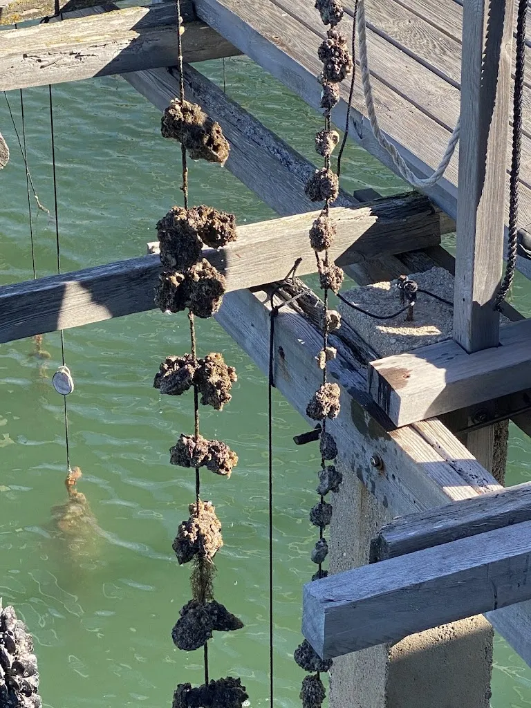 Zozi Mi_Musclarium_Sant Carles de la Ràpita_review