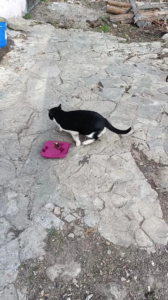 Anton NewDayEveryDay_Asador & Restaurante La Carrasca_Mora de Rubielos_review