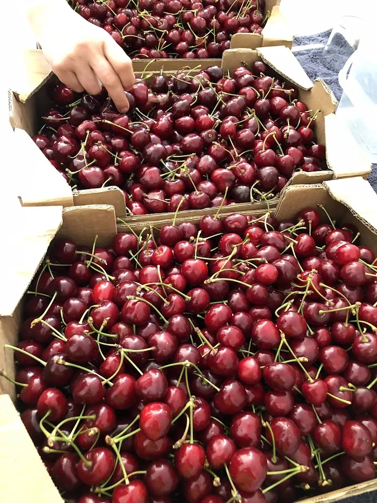 rodrigo salas_Fatto in casa_Portellada La_review