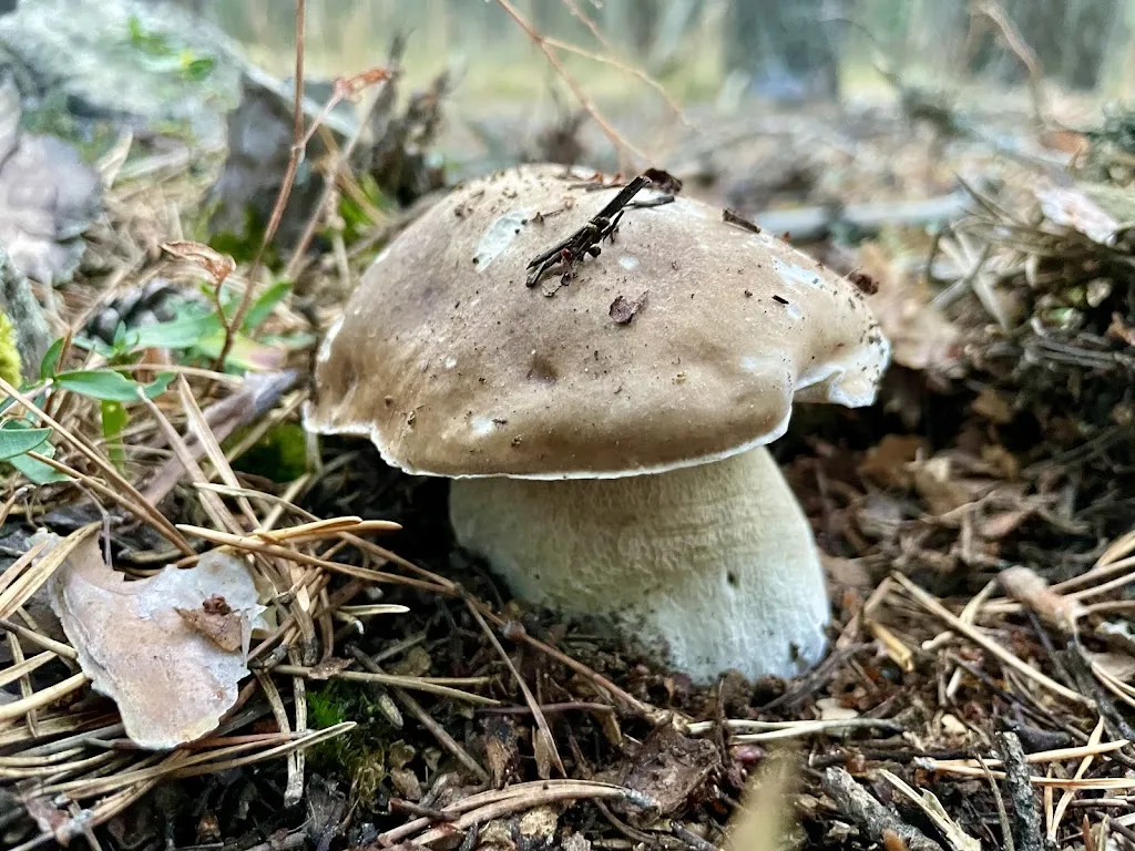 Menu_Bar Pozondón_Pozondón_image_9