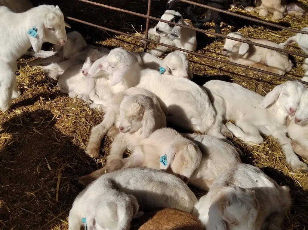 Atulu_Entrecabritos_Torralba de los Sisones_review