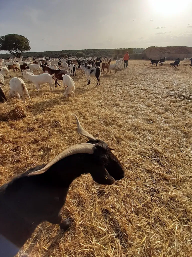 Entrecabritos_Torralba de los Sisones_slider_image_3