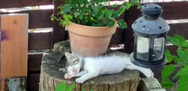 Sintonia_Arcicóllar_slider_image_2