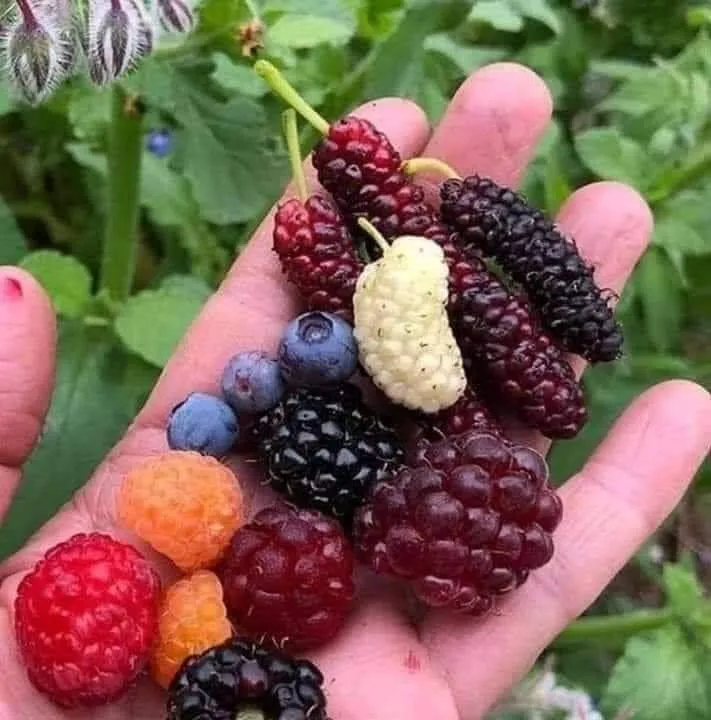 Menu_Pizza Way_Huércal-Overa_image_9