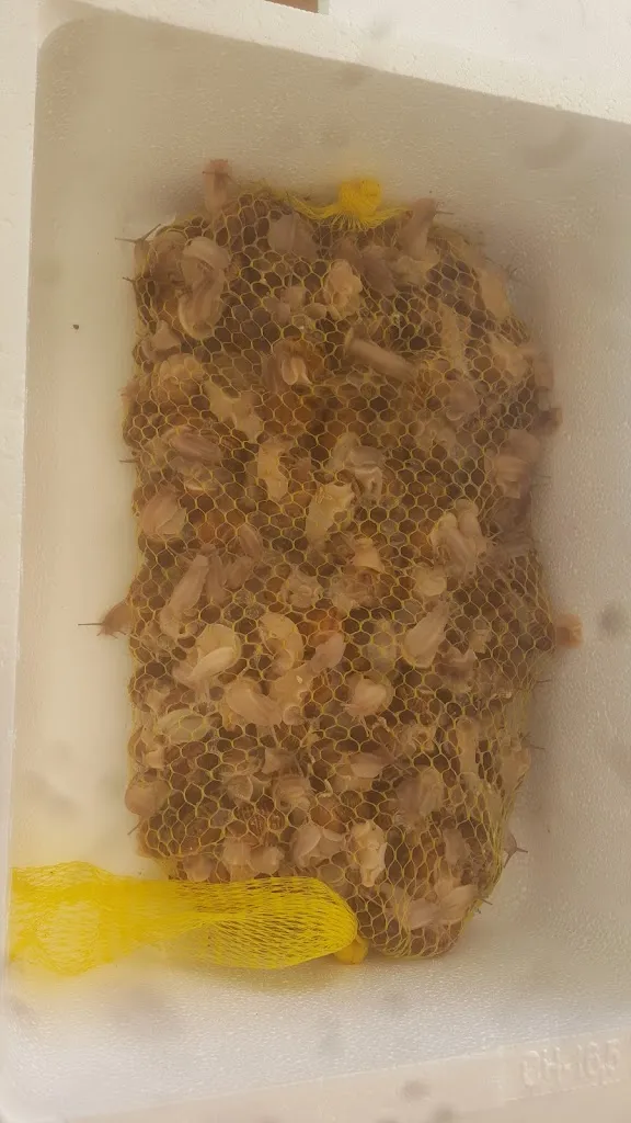 Caracoles Díaz_Polán_slider_image_1