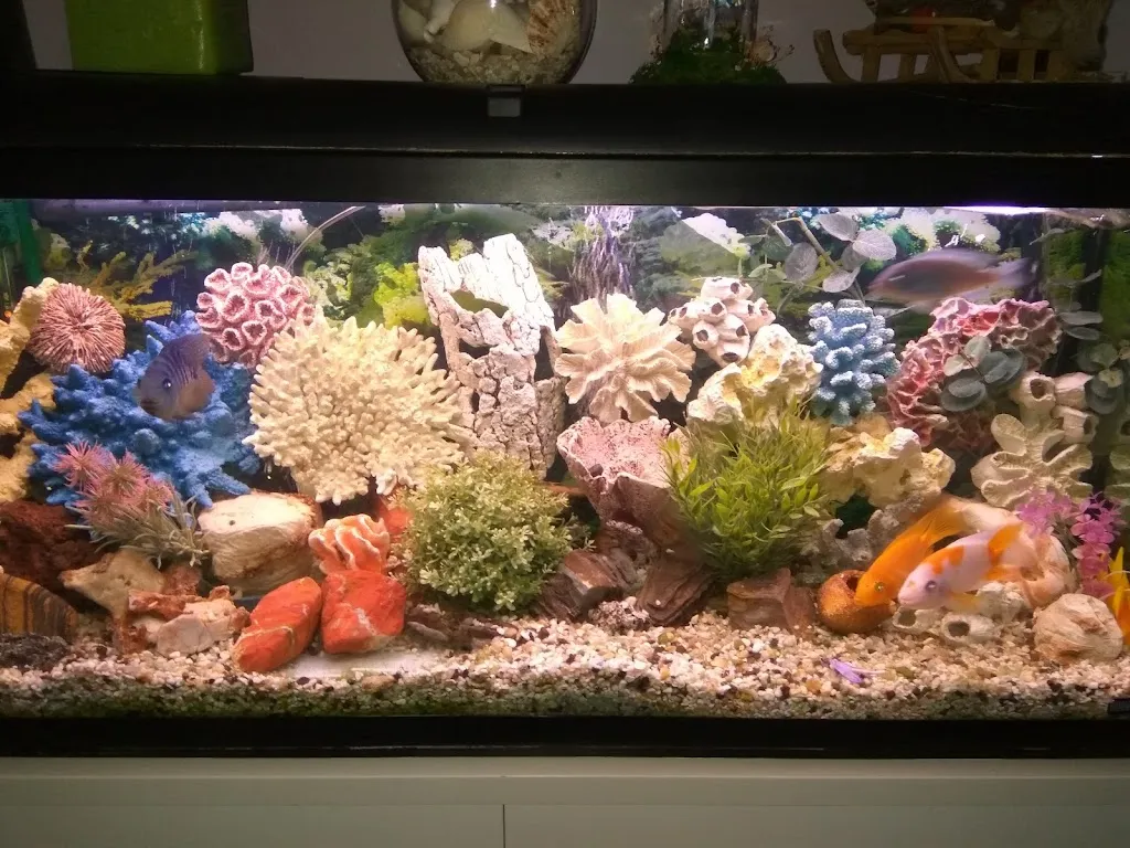 Restaurante Cha restaurant in Villacañas