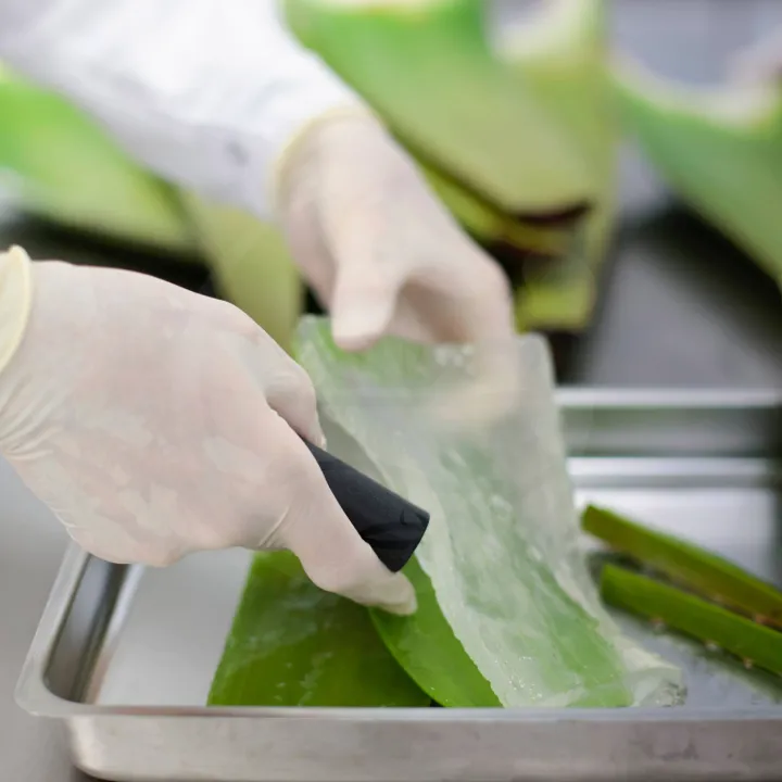 Natural Shui_Albalat dels Tarongers_slider_image_3