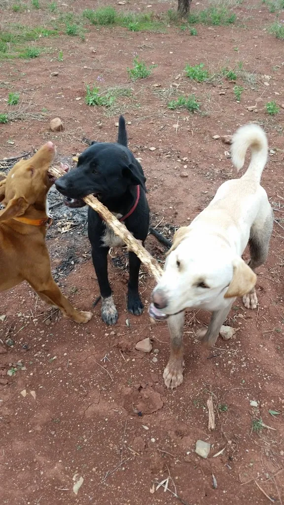 Jayne Miles_Bar Restaurante el Cazador_Ayora_review