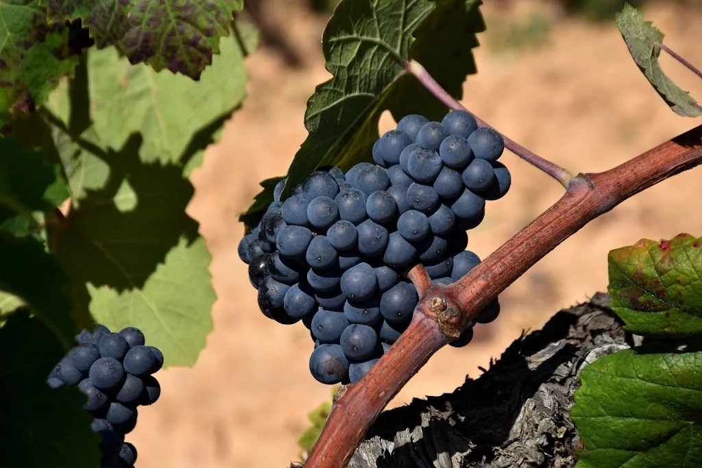 Centro Social Jubis_Bugarra_slider_image_2