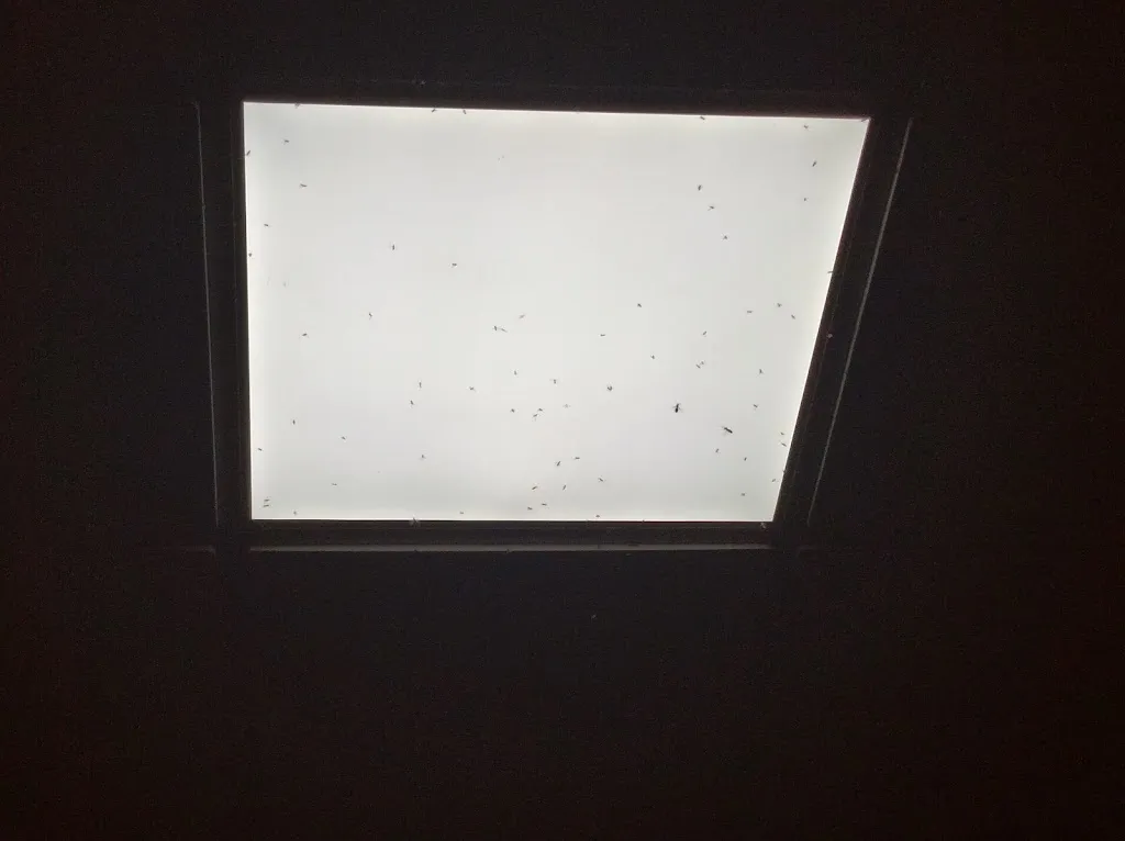 Esteban Aliaga Sanchez_Restaurant Xinés Nuevo Tesoro_Bétera_review