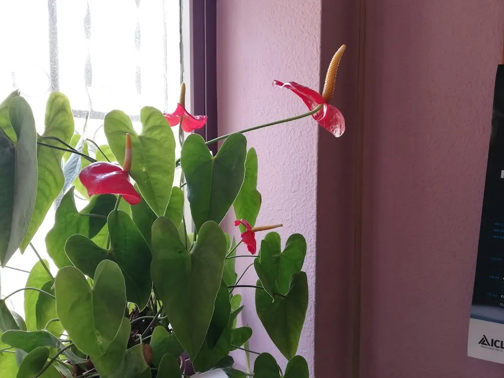 Nevio Mattioli_Bar Boya_Faramontanos de Tábara_review