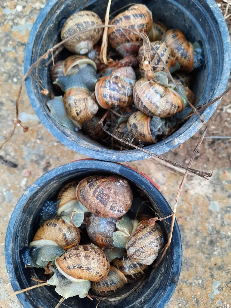 Menu_Furones_Friera de Valverde_image_4