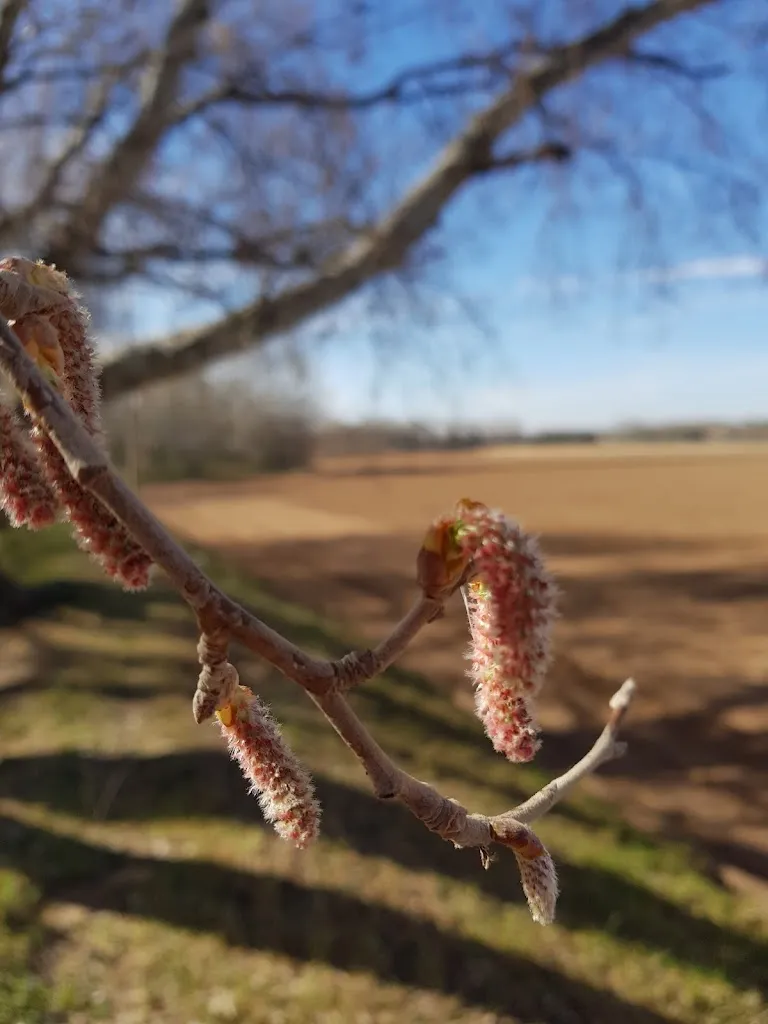 George Nitan_Restaurante Merendero el Caracol_Alagón_avis