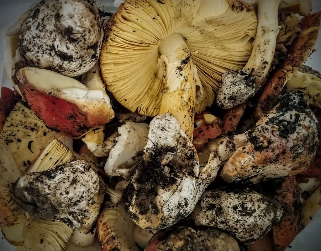 Menu_BAR Y TIENDA_Alcalá de Moncayo_image_3