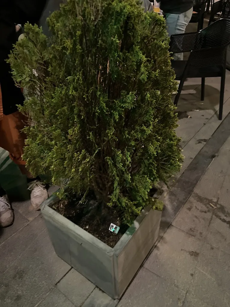 Estefi Sánchez_Pub Paranoias_Calatorao_recensione