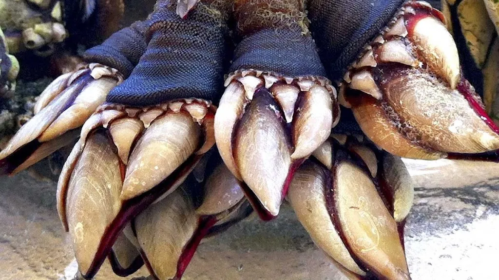 Terradomarisco. Marisquería en Cedeira. Pescado y marisco._Cedeira_slider_image_1