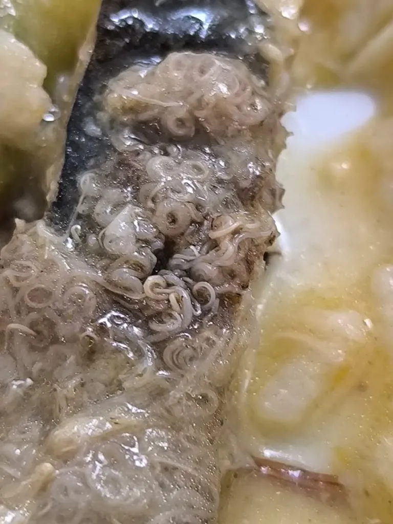 evelyn c_Bar/Restaurante Albergue Uncastillo_Uncastillo_review