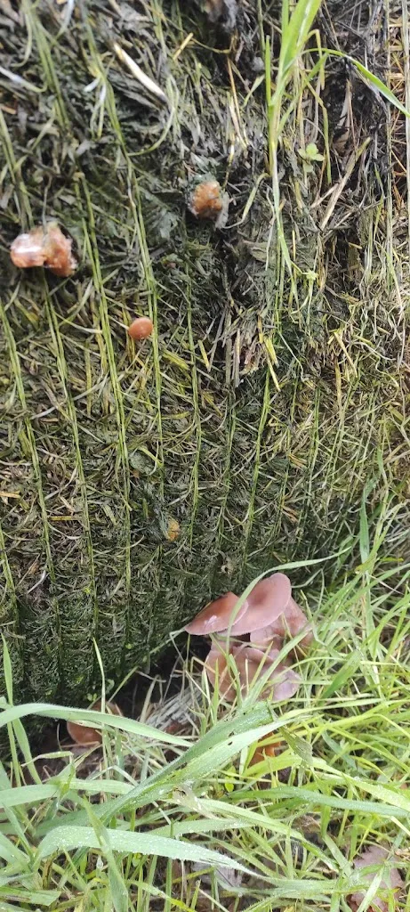 Tania Cortijo_ASKA ETXEA_Harana/Valle de Arana_review