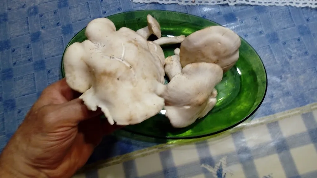 Menu_Bar Frontón_Lagrán_image_2