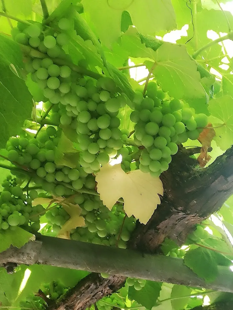 Menu_O Bodegón_Carballo_image_2