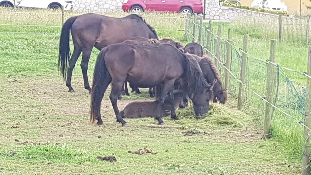 maria teresa michell_Llagar La Hacienda De La Abuela,_Carreño_review