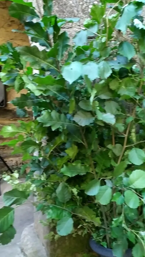 Pazo de San Tirso_Abegondo_slider_image_2